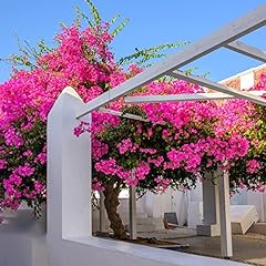 Bougainvillea pflanze winterha gebraucht kaufen  Wird an jeden Ort in Deutschland