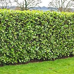 Cherry laurel hedging for sale  Delivered anywhere in UK