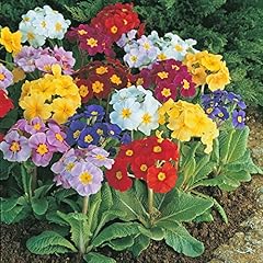 Polyanthus large flowered for sale  Delivered anywhere in UK