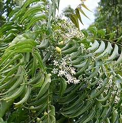 Neem tree live for sale  Delivered anywhere in USA 