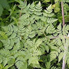 Poison hemlock seeds for sale  Delivered anywhere in USA 