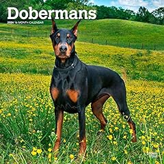 Dobermans 2024 inch for sale  Delivered anywhere in USA 