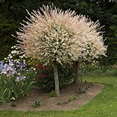 Garden flamingo willow for sale  Delivered anywhere in UK