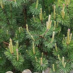 Gardenersdream pinus mugo for sale  Delivered anywhere in UK