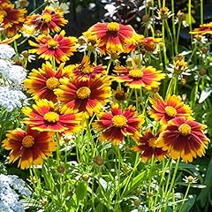 Coreopsis uptick gold for sale  Delivered anywhere in UK