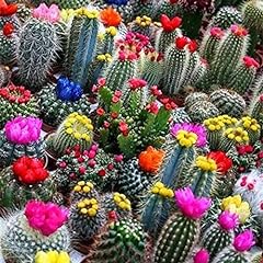 Raise seeds cactus for sale  Delivered anywhere in USA 