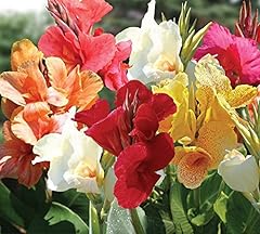 Mixed tall canna for sale  Delivered anywhere in USA 