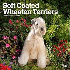 Soft coated wheaten for sale  Delivered anywhere in UK