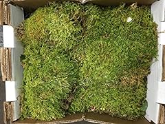 Fresh sheet moss. for sale  Delivered anywhere in USA 