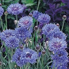 Cornflower dwarf jubilee for sale  Delivered anywhere in UK