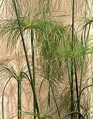 Seeds cyperus papyrus for sale  Delivered anywhere in UK
