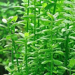 50pcs acquario semi usato  Spedito ovunque in Italia 