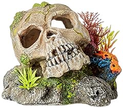 Nobby skull plants for sale  Delivered anywhere in UK