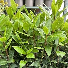 Bay leaf tree for sale  Delivered anywhere in USA 