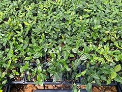 Asiatic jasmine live for sale  Delivered anywhere in USA 