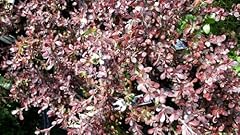 Pixies gardens rosy for sale  Delivered anywhere in USA 