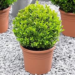 Buxus ball 20cm usato  Spedito ovunque in Italia 