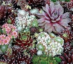 Sempervivum hardy perennial for sale  Delivered anywhere in USA 