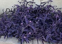 Jew cuttings purple for sale  Delivered anywhere in USA 