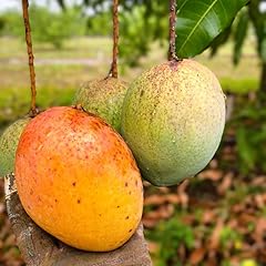 Grafted mango coconut for sale  Delivered anywhere in USA 