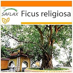 Saflax garden the usato  Spedito ovunque in Italia 
