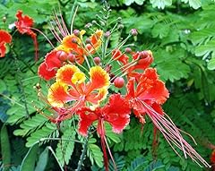 Red dwarf poinciana for sale  Delivered anywhere in USA 