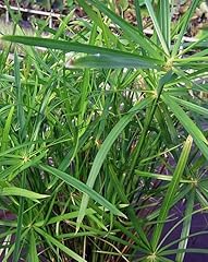 Lincolnshire pond plants for sale  Delivered anywhere in UK
