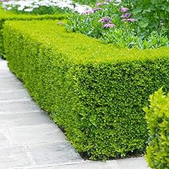 Qauzuy garden wintergreen for sale  Delivered anywhere in USA 