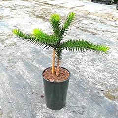 Araucaria araucana chilenische gebraucht kaufen  Wird an jeden Ort in Deutschland