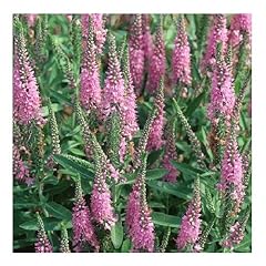 Veronica spicata rose for sale  Delivered anywhere in UK