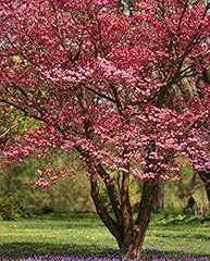 Pixies gardens red for sale  Delivered anywhere in USA 