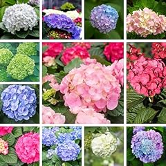 100 mix hydrangea for sale  Delivered anywhere in USA 