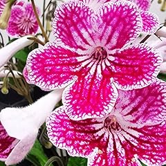 Houseplant streptocarpus polka for sale  Delivered anywhere in UK