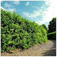 Green privet hedging for sale  Delivered anywhere in UK