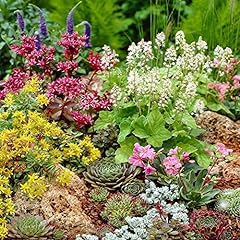 Mixed alpine plants for sale  Delivered anywhere in UK