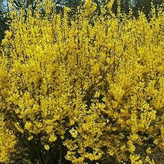 Forsythia weekend deciduous for sale  Delivered anywhere in Ireland