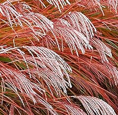 Miscanthus grass indian for sale  Delivered anywhere in UK