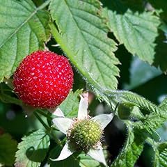 Thimbleberry raspberry plant for sale  Delivered anywhere in USA 