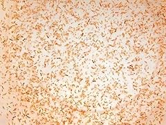 Live fresh copepods for sale  Delivered anywhere in UK