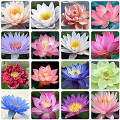 Pcs bonsai lotus for sale  Delivered anywhere in USA 