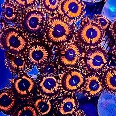 Coralslover live saltwater for sale  Delivered anywhere in USA 
