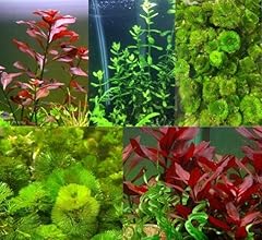 Canton aquatics live for sale  Delivered anywhere in USA 