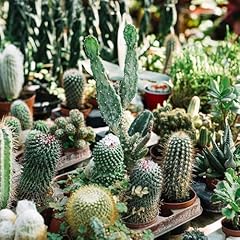 Cactus mixed seeds for sale  Delivered anywhere in UK