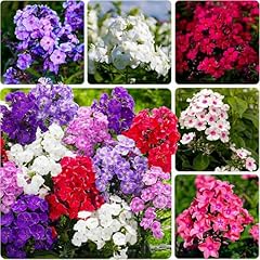 Mixed phlox seeds for sale  Delivered anywhere in USA 