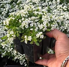 Sweet alyssum white for sale  Delivered anywhere in USA 