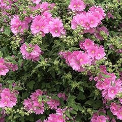 Lavatera clementii rosea for sale  Delivered anywhere in Ireland