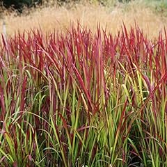 Imperata red baron for sale  Delivered anywhere in UK
