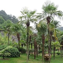 Palma comune trachycarpus usato  Spedito ovunque in Italia 