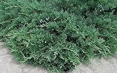 Blue sargent juniper for sale  Delivered anywhere in USA 