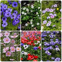 Semi resistenti anemone usato  Spedito ovunque in Italia 